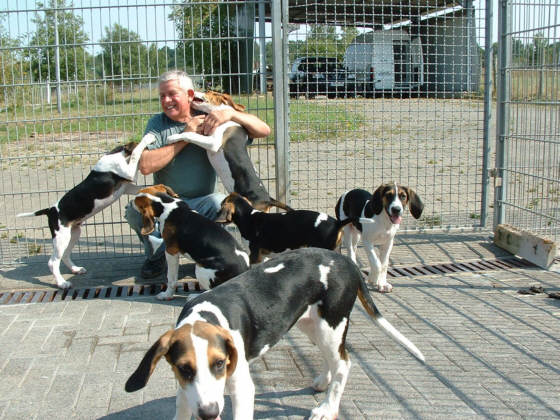 Der English Foxhound