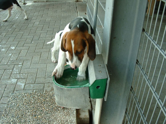 Der English Foxhound