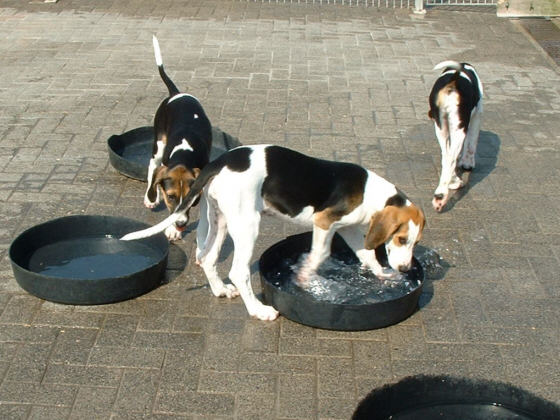 Der English Foxhound