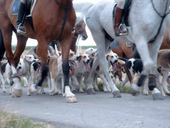 Der English Foxhound