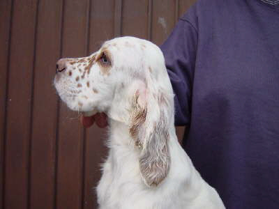 Der English Setter