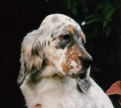 Der English Setter