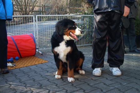 Berner Sennenhund