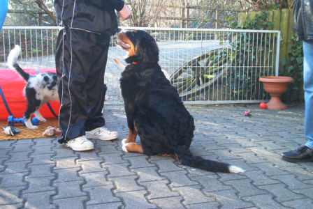 Berner Sennenhund