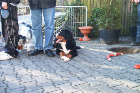 Berner Sennenhund