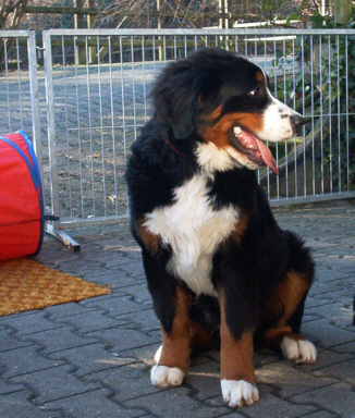 Berner Sennenhund