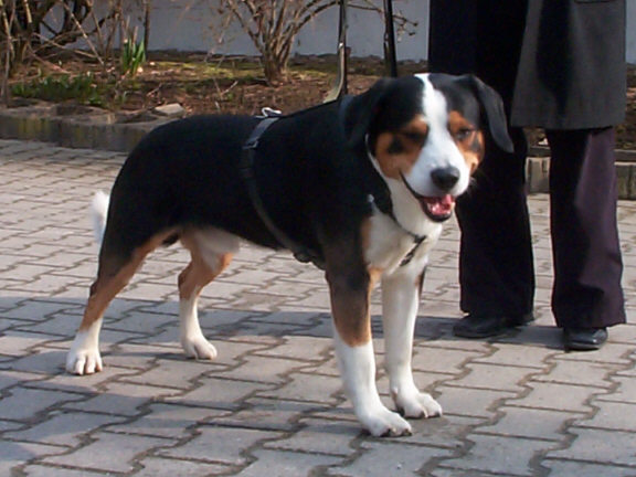 Der Entlebucher Sennenhund