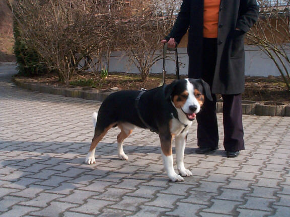 Der Entlebucher Sennenhund