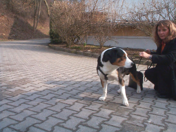 Der Entlebucher Sennenhund
