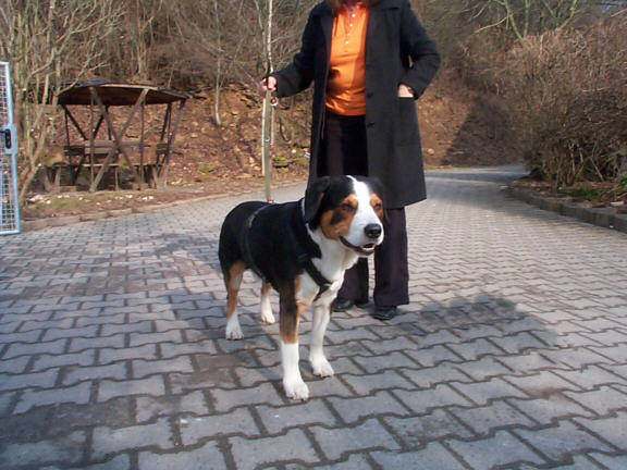 Der Entlebucher Sennenhund