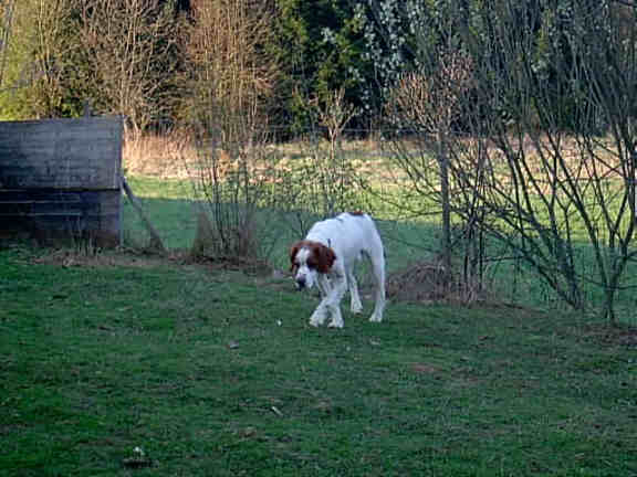 Der Epagneul Breton
