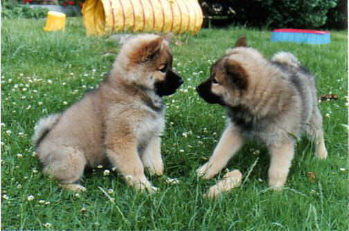 Der Eurasier