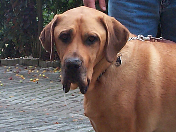 Der Fila Brasileiro