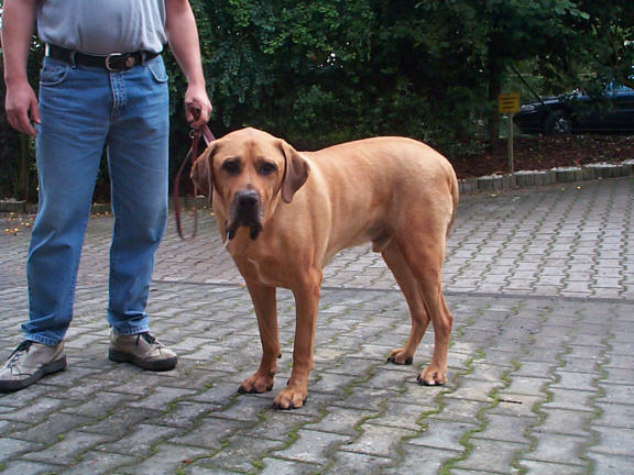 Der Fila Brasileiro