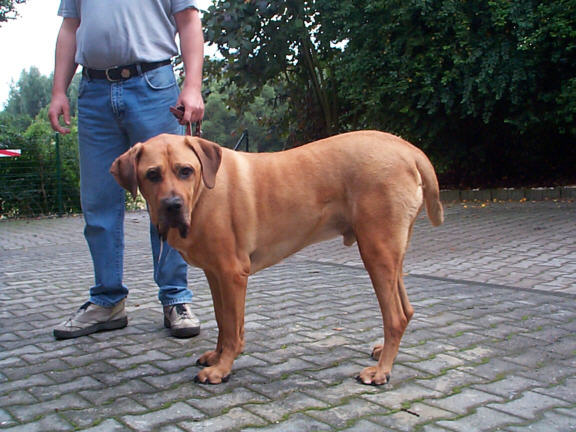 Der Fila Brasileiro