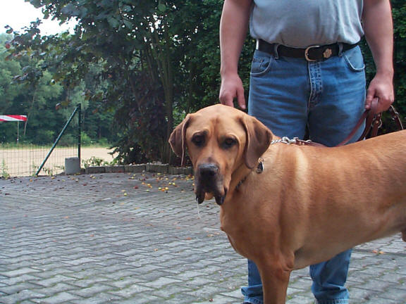 Der Fila Brasileiro