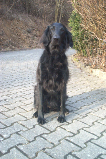 Flat-Coated Retriever