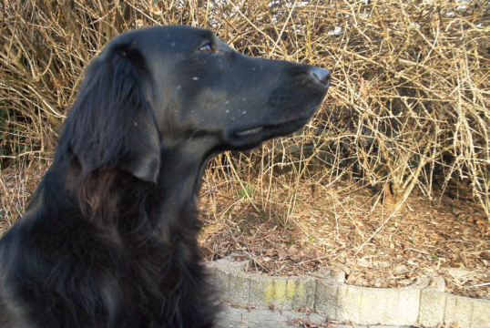 Flat-Coated Retriever