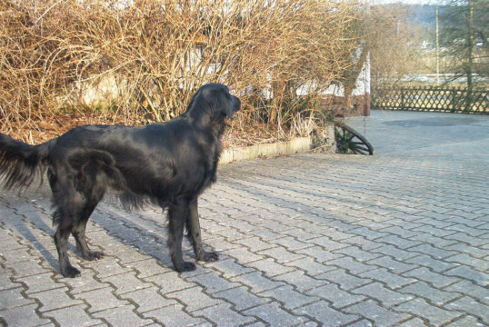 Flat-Coated Retriever