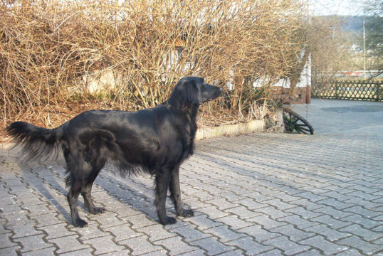 Flat-Coated Retriever
