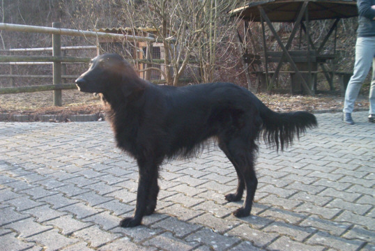 Flat-Coated Retriever