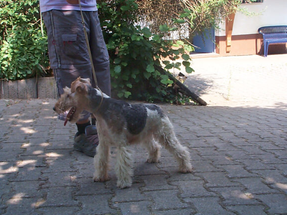 Der Fox Terrier