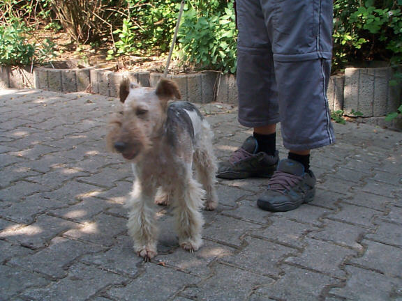 Der Fox Terrier