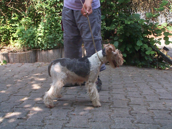 Der Fox Terrier