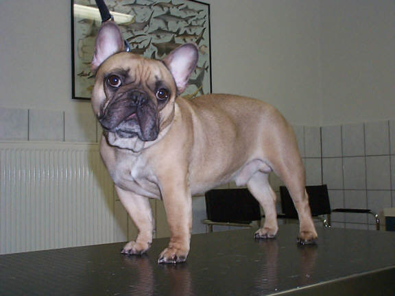 Die Franz&ouml;sische Bulldogge