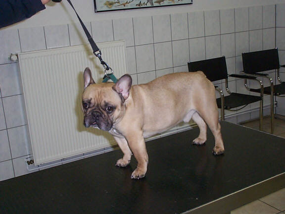 Die Franz&ouml;sische Bulldogge