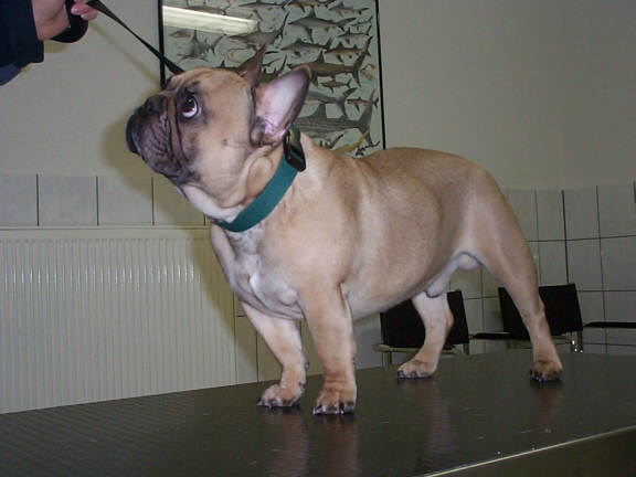 Die Franz&ouml;sische Bulldogge