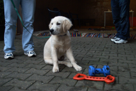 Golden Retriever
