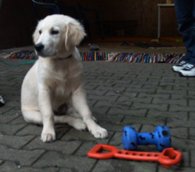 Golden Retriever