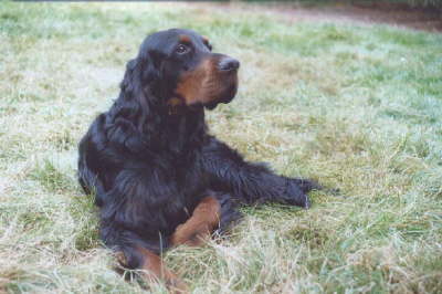 Der Gordon Setter
