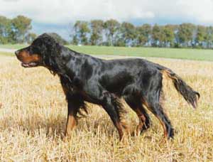 Der Gordon Setter