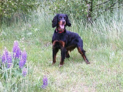 Der Gordon Setter