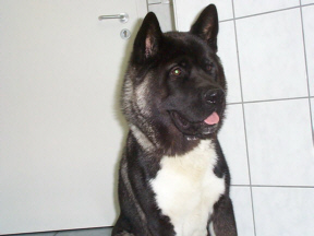 Der Great Japanese Dog