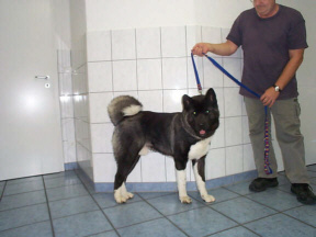 Der Great Japanese Dog