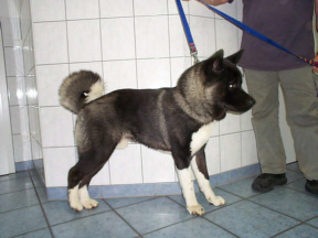 Der Great Japanese Dog