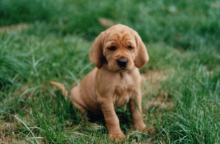 Der Griffon Fauve de Bretagne