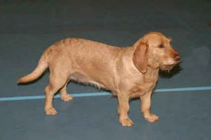 Der Griffon Fauve de Bretagne