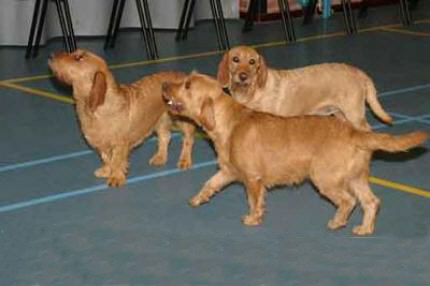 Der Griffon Fauve de Bretagne