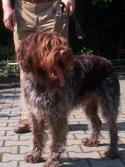 Der Griffon Korthals