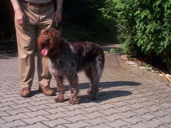 Der Griffon Korthals