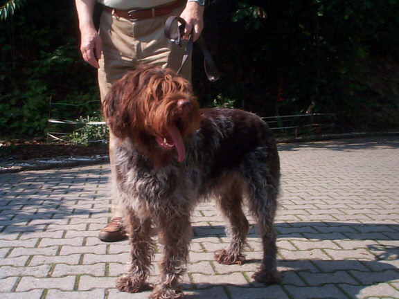 Der Griffon Korthals