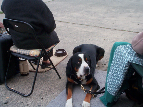Der Gro�e Schweizer Sennenhund
