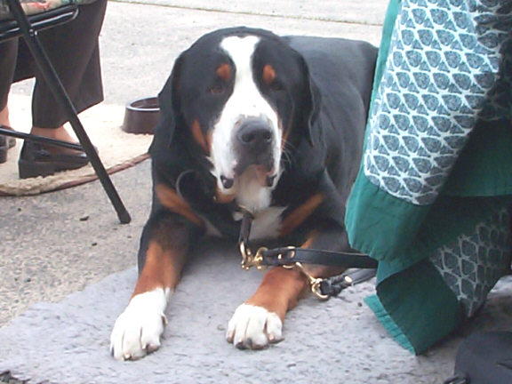 Der Gro�e Schweizer Sennenhund