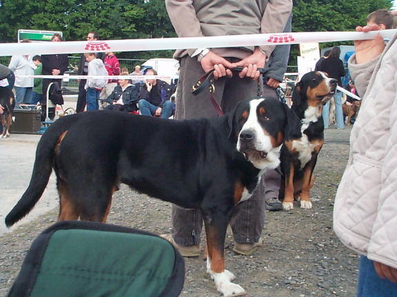 Der Gro�e Schweizer Sennenhund