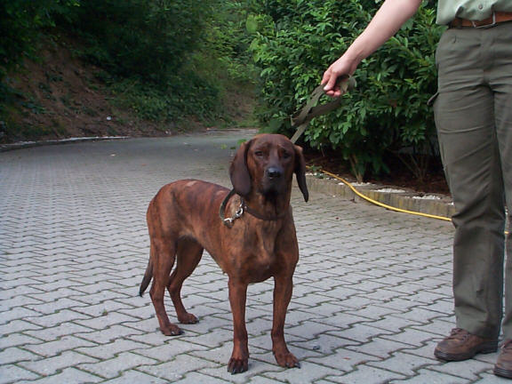 Der Hannoverscher Schwei�hund