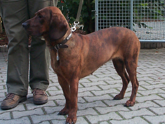 Der Hannoverscher Schwei�hund